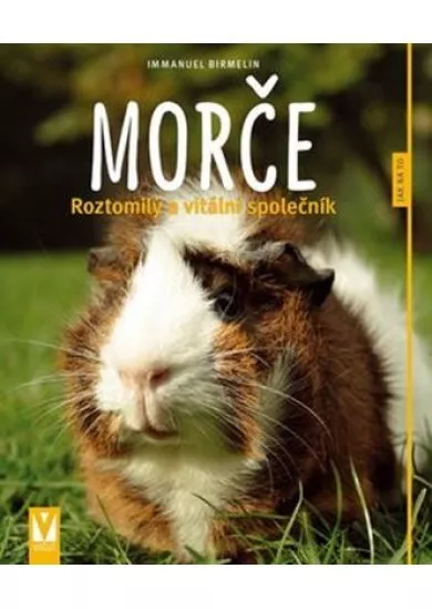 Morče - Roztomilý a vitální společník