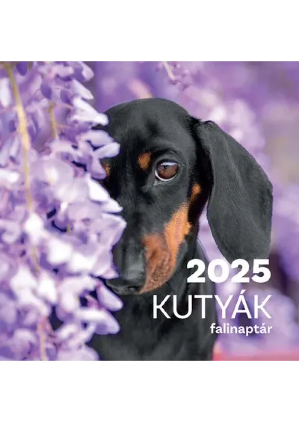 Naptár - Kutyák falinaptár 2025