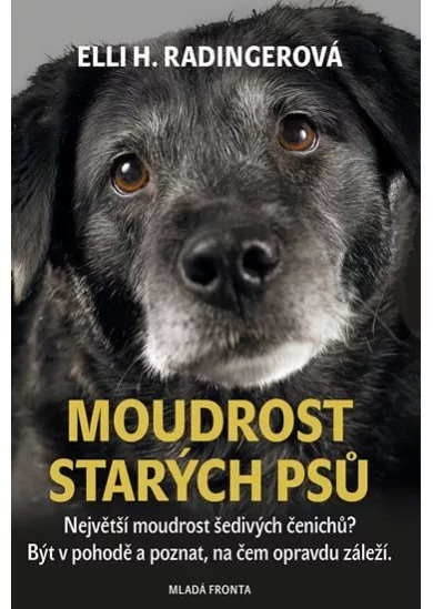 Moudrost starých psů - Největší moudrost šedivých čenichů? Být v pohodě a poznat, na čem opravdu záleží