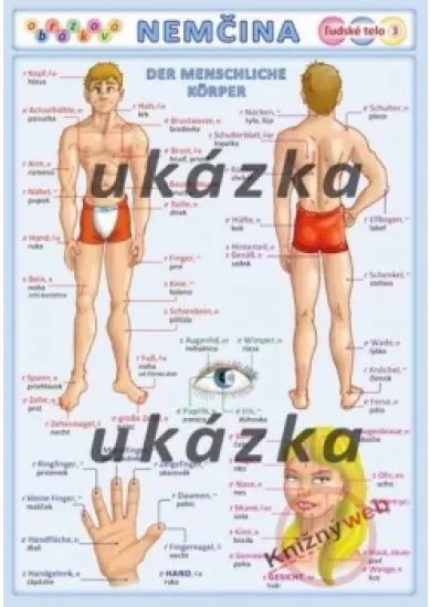 Obrázková nemčina 3 - ľudské telo