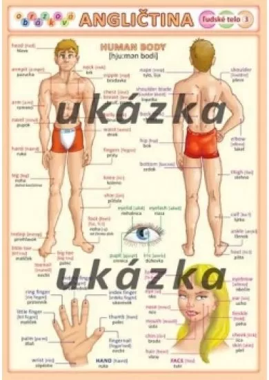 Obrázková angličtina 3 - ľudské telo