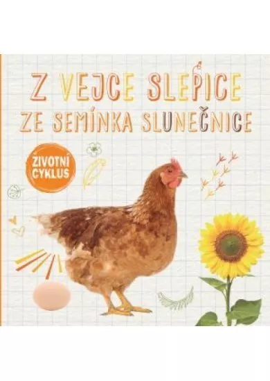 Z vejce slepice, ze semínka slunečnice - Životní cyklus