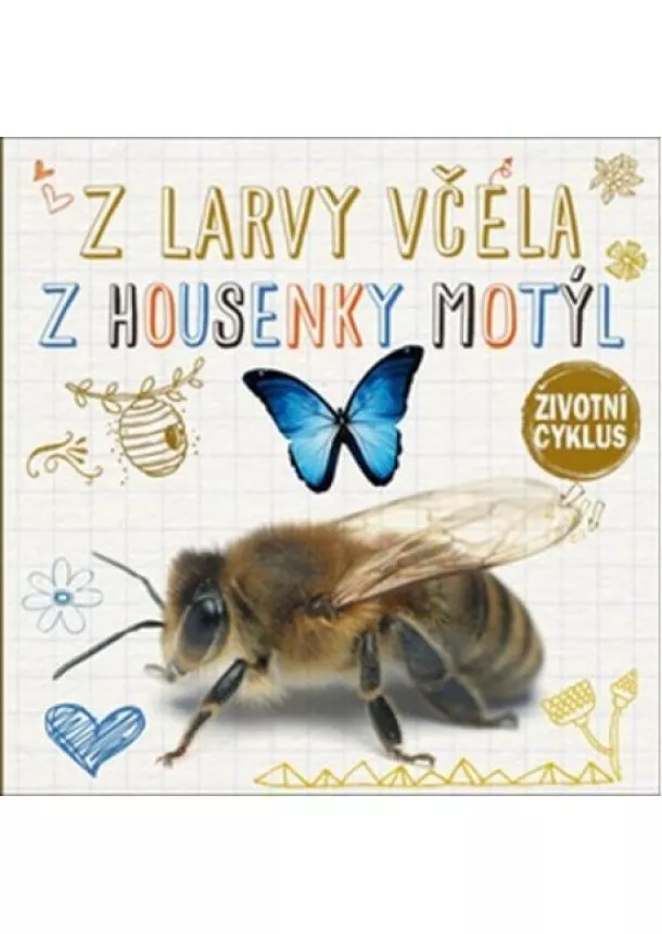 autor neuvedený - Z larvy včela, z housenky motýl - Životní cyklus