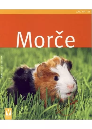 Morče - Jak na to
