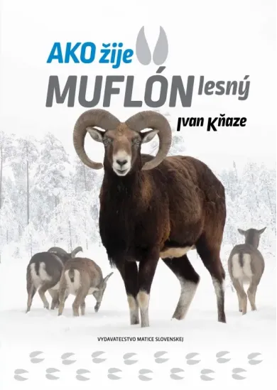 Ako žije muflón lesný