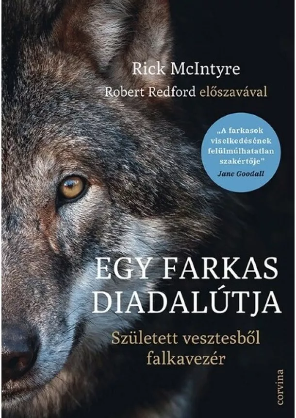 Rick McIntyre - Egy farkas diadalútja - Született vesztesből falkavezér