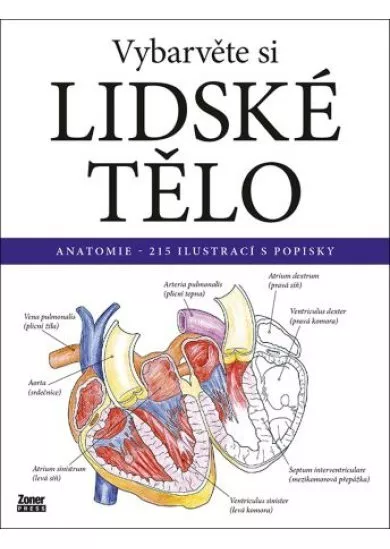 Vybarvěte si lidské tělo - Anatomie – 215 ilustrací s popisky